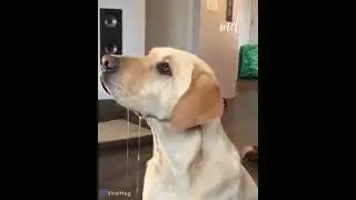 Dogs drooling over food.