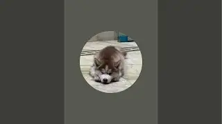 Siberian husky Dollar is live