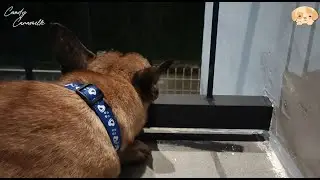 Dog Chilling on the Balcony