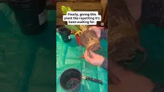 Root-bound ZZ ➡️ repotted and refreshed 🌿 Hit follow for more easy plant care!