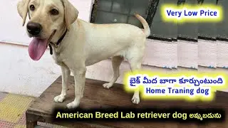 quality Labrador dog for sale in telugu/90592 87349 /aj pets