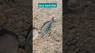 java barb fish catch on spoon#siraj Fishing #fishing river#fishing village