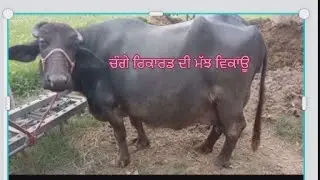 3 December 2022 one buffalo for sale in Tarn Taran