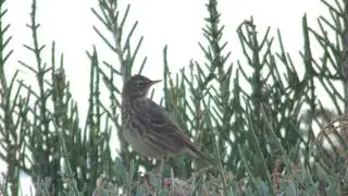 Rock Pipits at the Guadiana river mouth