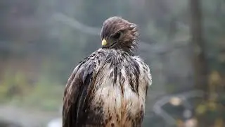 Peaceful Instrumental Music, Relaxing Nature music 'Song Birds of Morning