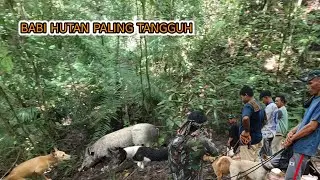 BABI HUTAN BESAR DENGAN DAYA TAHAN LUAR BIASA || wildboar hunting ||
