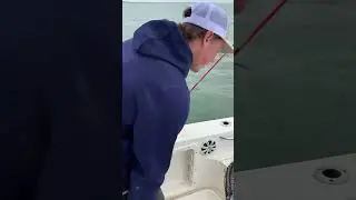 BIRD TRIES TO STEAL MY FISH