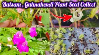 Balsam , Gulmahendi के बीज इकठ्ठा करे इस तरह वरना सारी मेहनत बेकार / Balsam Plant Seed Collect