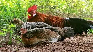 Junglefowl Sound  | Sounds of Gallus gallus, Relaxing Transition
