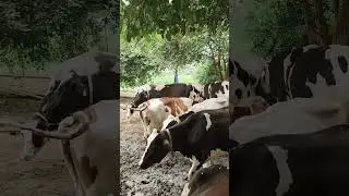 #cow #desicow #dairyfarm #farming #deshicow #cattlefarm #desidairyfarm #cowfarm #cowdairyfarm