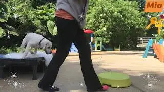 Wireless dog leash