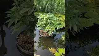 Floating cannabis plant😍