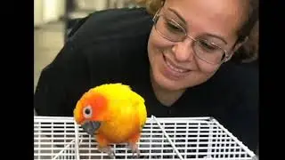 Rhode Island Parrot Rescue Adoptions in 2018
