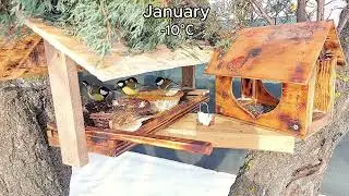 Winter guests and cat pranks