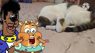 For @maomaoandgumballftwsesames2004 @DBTGC2004 Dooby Dooby Doo And Prince Ivandoe Meet A Cat