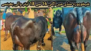 Neeli Ravi Buffalo | Best Ravi Bains for Sale at Sheikhupura Mandi