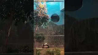 Satisfying Video/Panda Eating Bamboo at Ocean Park#everyone #short#viral