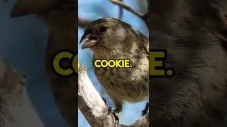 The Vampire Finch: A Bird That Sucks Blood?! #shorts