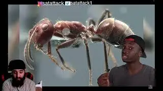 POOR ANTS! The Traumatizing Reality of Being An Ant REACTION