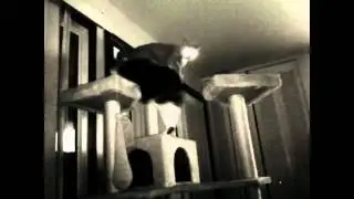 Diesel vs Dotcom