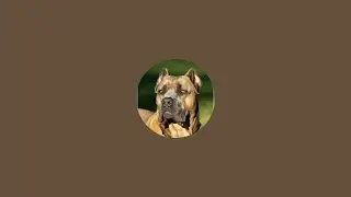 Worldwide Cane Corso