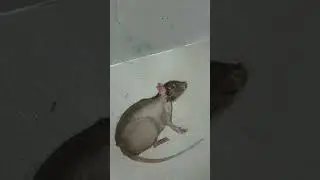 how to paint mouse |realistic rat #shortvideo #shorts #drawing #watercolor #artist #rat #viral #art
