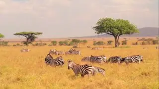 Zebra - EQUUS QUAGGA -  Horse Family. - The Zebra Diaries - Save Wild Life