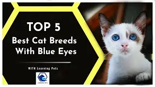 5 Best Cat Breeds With Blue Eyes In The World