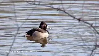RING NECKED DUCK 