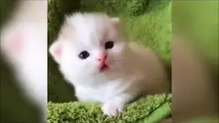 30 Seconds of animal Cuteness