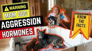 ВНИМАНИЕ!! Не двигайтесь! Почему собаки-мамы ​​охраняют своих щенков!?!?!