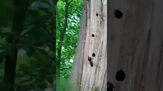Middelste Bonte Spechten bij nest