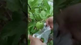keep Guava Fruit in plastic to protect #guava #green #nature #farming #food #fruit #garden