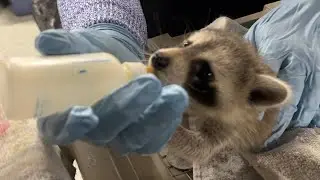 Refuge works to preserve local wildlife in New Jersey