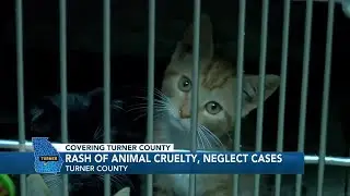 Turner County Sheriff's Office sees increase in animal surrender, neglect cases