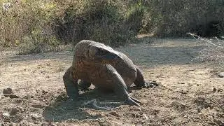 Perfect Time To Eat Goat | Komodo Fastest Eating #komodo #komodoisland  #komodoindonesia
