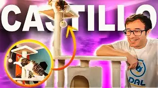 ray bacon monta un castillo a su gato 😍