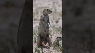 African ground squirrel #shorts #animals #wildlife #nature