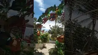 Quota Beach Madridejos #bantayanislandcebu