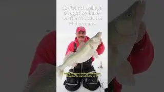 GIANT Walleye Catch  Release