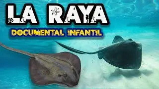 LA RAYA- PEZ RAYA  🌊| Videos educativos para ni&ntilde;os | Animales marinos | Documentales para ni&ntilde;os