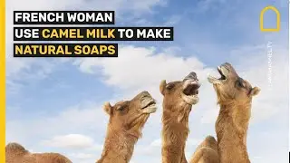 French Woman Use Camel Milk to Make Natural Soaps