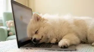 This Puppy Fell Asleep While Working 🐶💻💤 | Cozy Puppy Lullaby