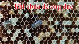 Chia sẻ các bạn khi chúa đẻ ong đực