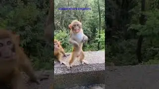 ###A ##monkey ##dancing## on## the## wall