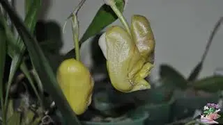 Coryanthes panamensis