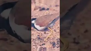 bride lovers 😍😍 #$horts video 😻 🐈 🦜🐦