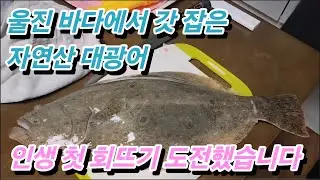 울진 바다에서 갓 잡은 자연산 대광어를 선물 받았습니다. 초보자의 좌충우돌 첫 회뜨기 (feat.인생 지리탕)