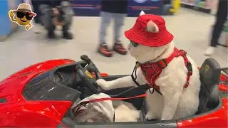 Когда кошки решают, что они управляют ВСЕМ 😂🔥