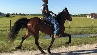 Jezebel - Speed Racking Mare (Rosharon, Tx)